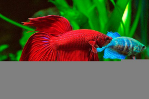 Як піклуватися і годувати акваріумний півень? Як піклуватися і годувати акваріумний півень?